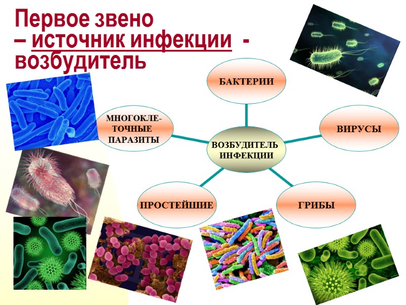 Первое звено  – источник инфекции  - возбудитель